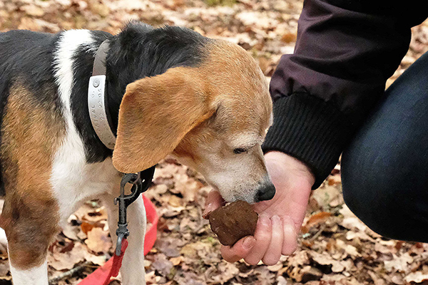 cane tartufo